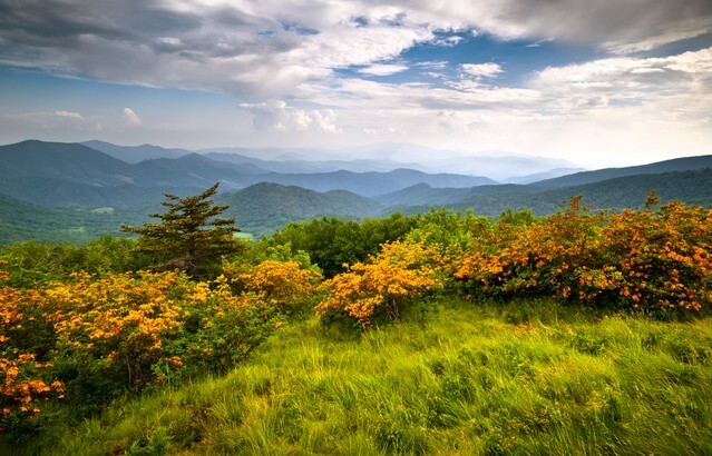 Flame Azalea Blooms Blue Ridge Mountains